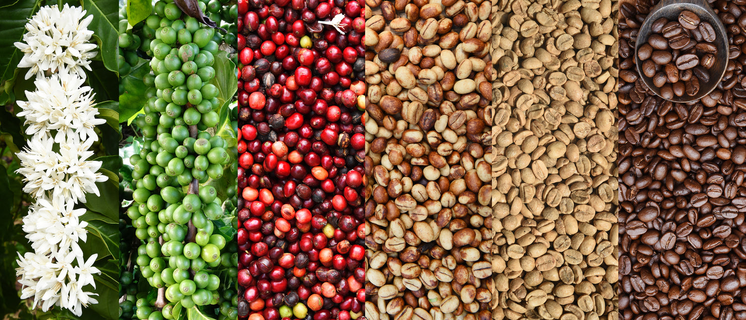Coffee Roasting - Stages & Factors